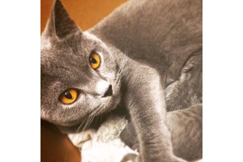 販売中のブリティッシュショートヘアの親猫